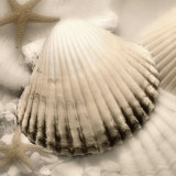 Buy Iridescent Seashell II at AllPosters.com