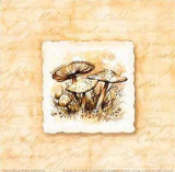 Fairy Ring