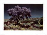 Wisteria Tree
