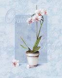 Orchid