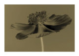 Buy Poppy at AllPosters.com