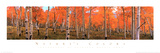 Nature's Colors, Autumn Trees