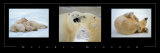 Buy Nature's Kingdom, Polar Bears at AllPosters.com