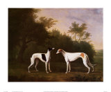 Two Greyhounds in a Landscape