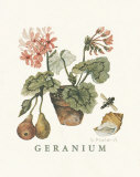 Buy Geraniums at AllPosters.com