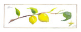 Lemon Branch