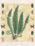 Forest Sword Fern