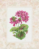 Buy Fleur du Jour, Geranium at AllPosters.com