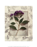 Heliotrope