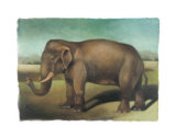 Buy Elephant at AllPosters.com