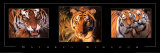 Nature's Kingdom, Tigers