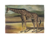 Buy Giraffe at AllPosters.com