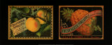 Fruit Duet