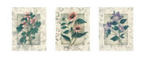 Healing Herbs, Panel II