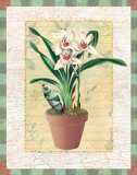 Potted Cymbidium