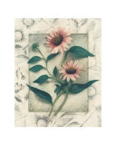 Echinacea