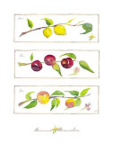 Summer Branches