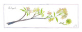 Crabapple Branch