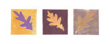 Leaf Impressions II
