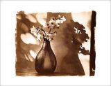 Buy Paper Whites at AllPosters.com