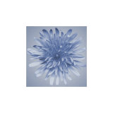 Buy Oceana Flora III at AllPosters.com