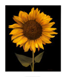 Sunflower I