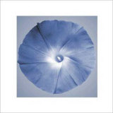 Buy Oceana Flora I at AllPosters.com
