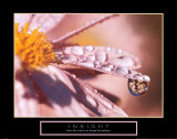Buy Insight: Dew Drop at AllPosters.com
