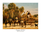 Buy Bringing in the Cotton at AllPosters.com