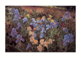The Iris Bed