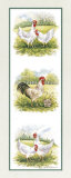 Buy Rooster and Four Chickens at AllPosters.com