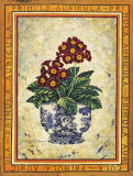 Primula Auricula