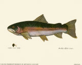 Buy Steelhead Trout at AllPosters.com