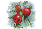Buy Four Apples on a Branch at AllPosters.com