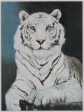 Buy Majestic Tiger at AllPosters.com