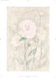 Ranunculus