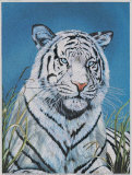 Buy Tiger in Wild at AllPosters.com