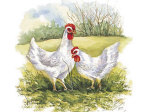 Buy Two Hens in a Field at AllPosters.com