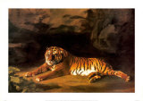 Portrait of the Royal Tiger