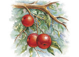 Buy Three Apples on a Branch at AllPosters.com