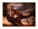 Leopard in Tree