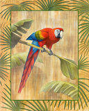 Scarlet Macaw