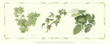 Buy Ferns with Ivy at AllPosters.com