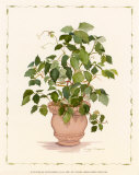 Buy Ivy in a Clay Pot at AllPosters.com