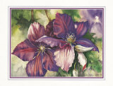 Buy Clematis Blooms at AllPosters.com