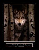 Wisdom: Gray Wolf