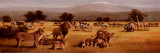 Lion Savanne