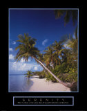 Buy Serenity: Palm Trees at AllPosters.com