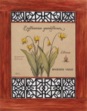 Dogtooth Botanical