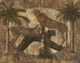 Jungle Cheetahs
